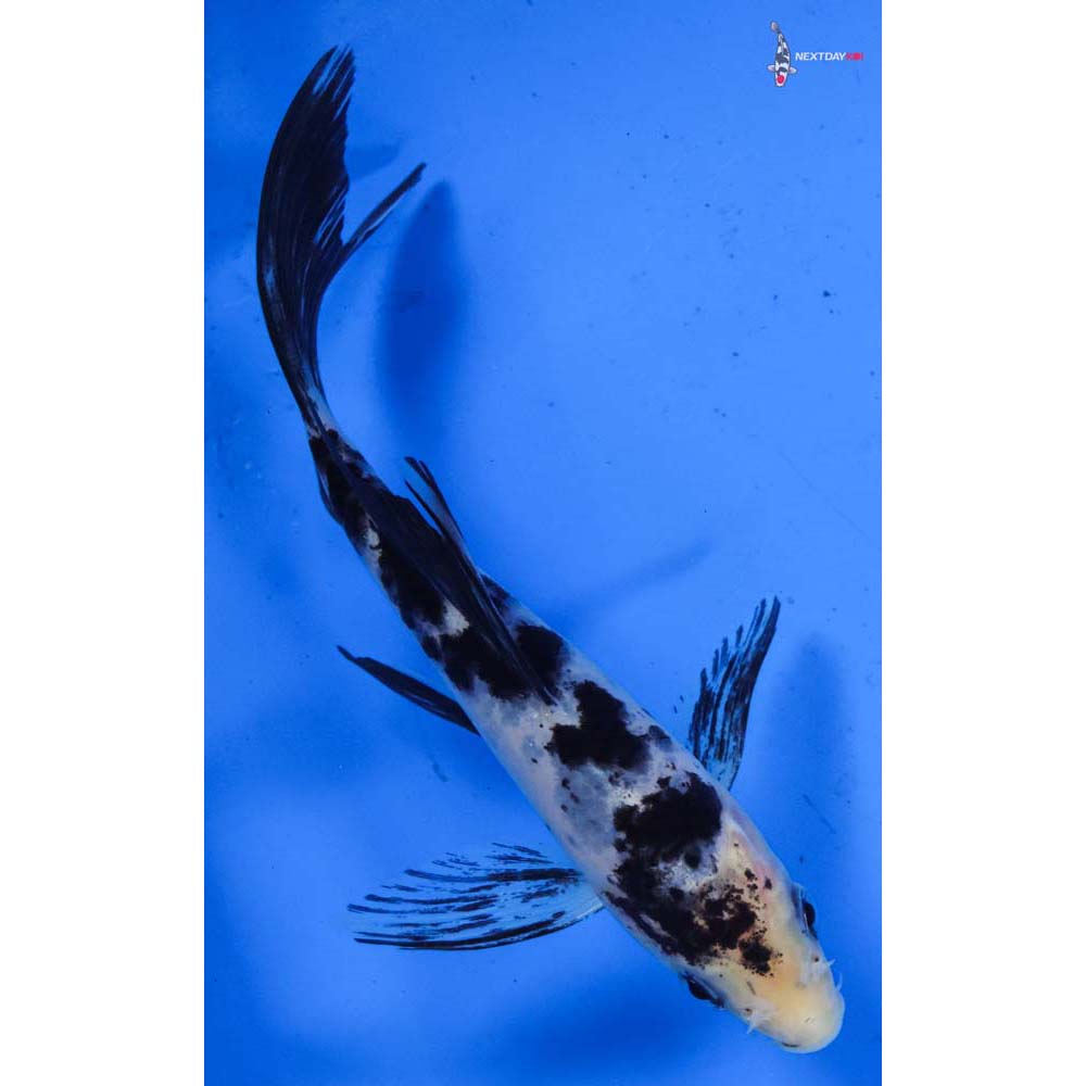 5” Imported Shiro Bekko Butterfly Koi
