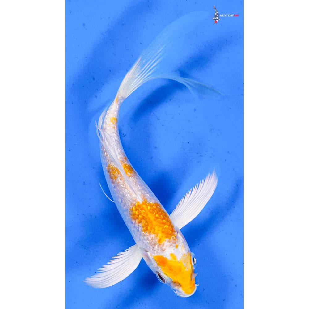 5” Imported Gin Rin Hariwake Butterfly Koi