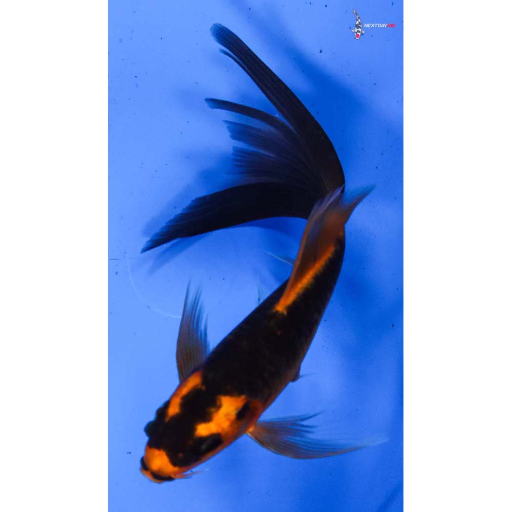 5” Imported Orenji Matsuba Butterfly Koi