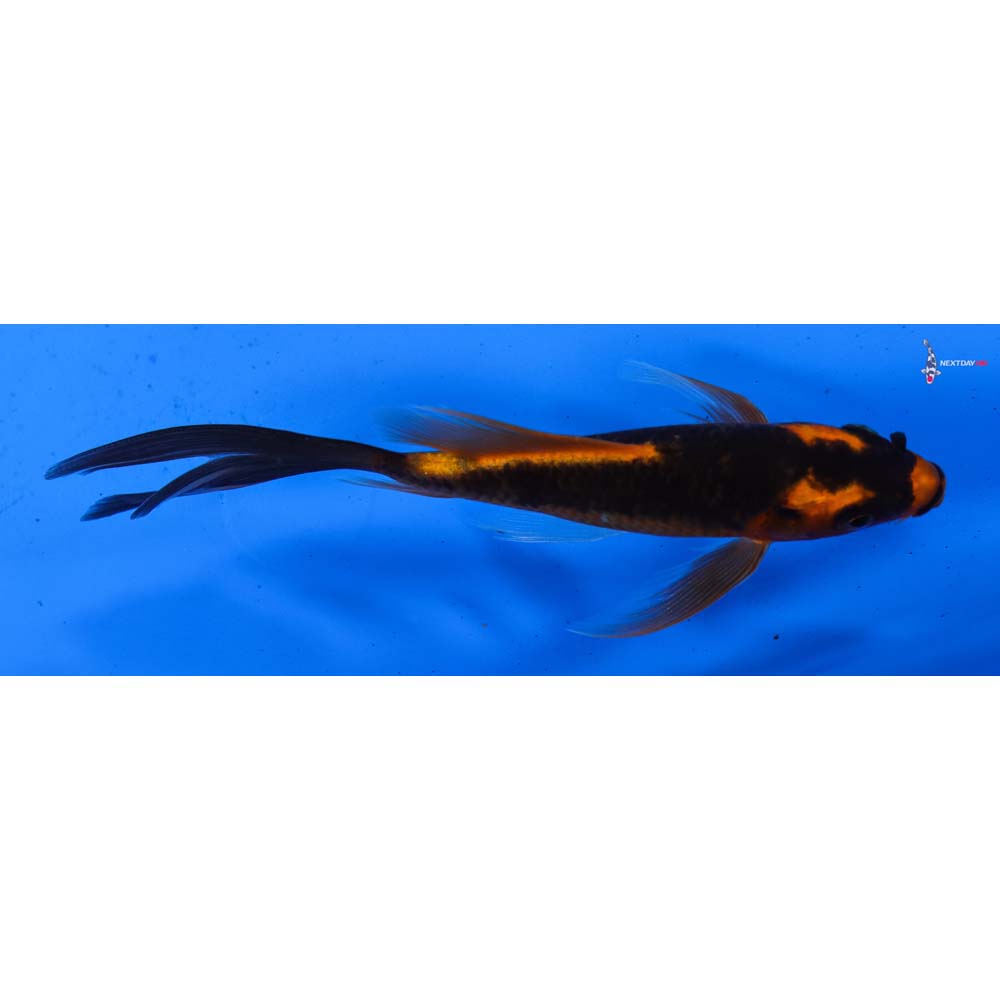 5” Imported Orenji Matsuba Butterfly Koi