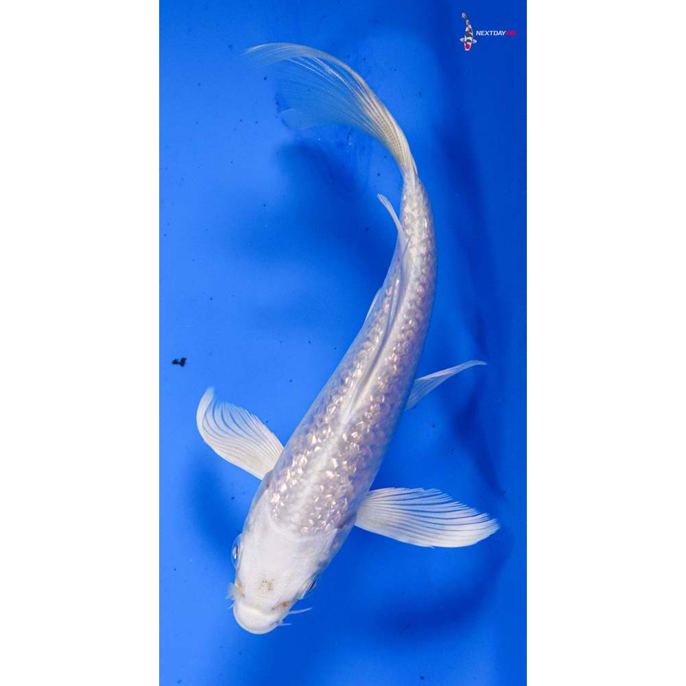 5” Imported Platinum Ogon Butterfly Koi