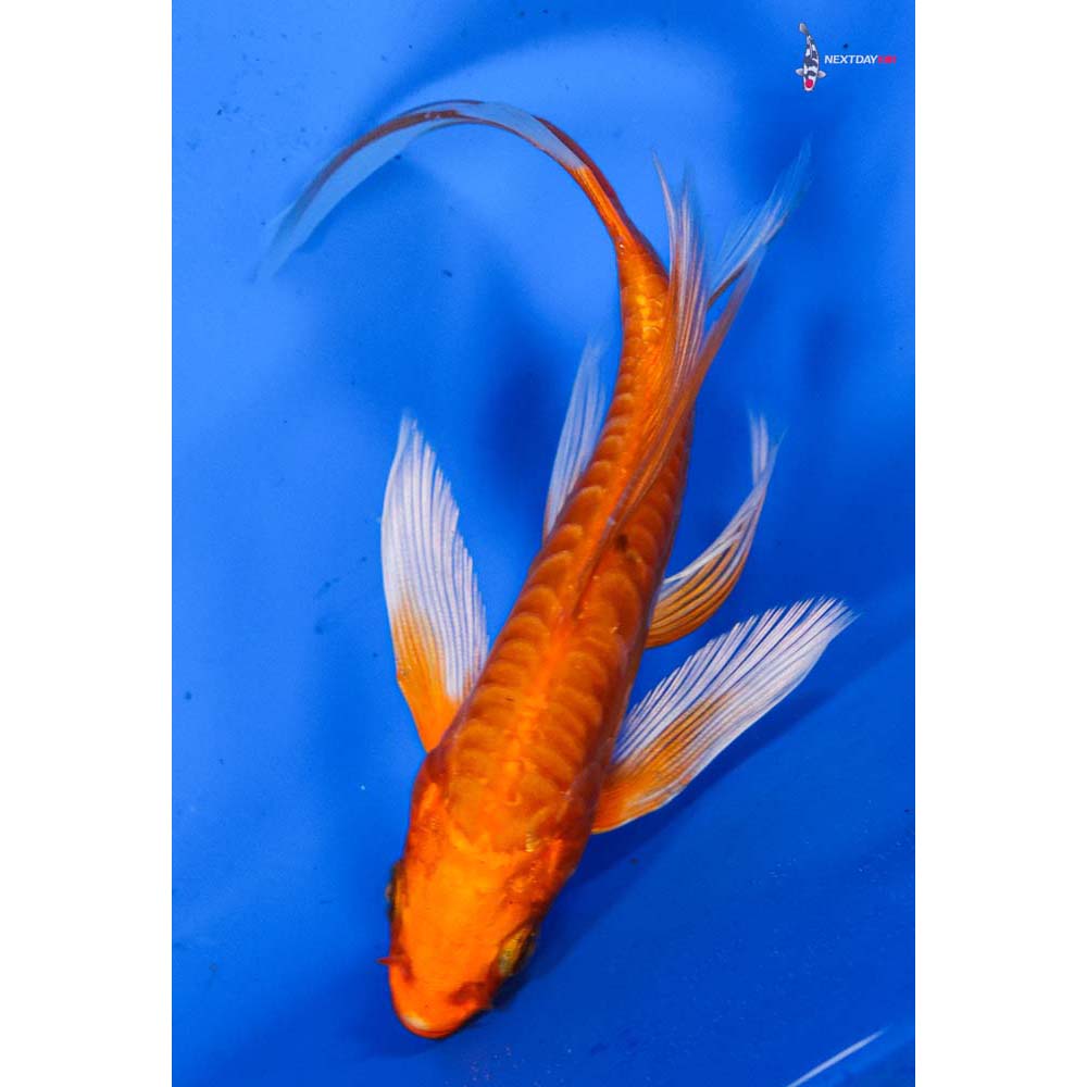 5” Imported Doitsu Orenji Ogon Butterfly Koi