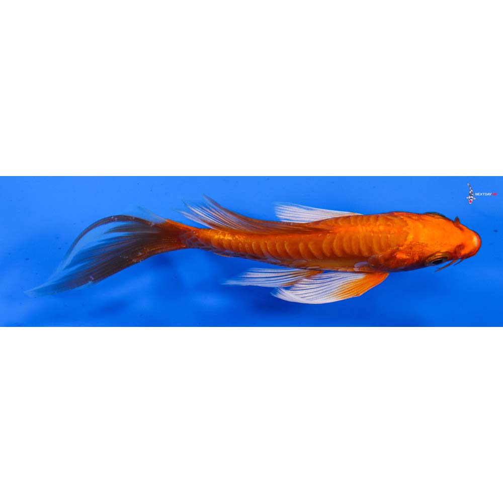 5” Imported Doitsu Orenji Ogon Butterfly Koi