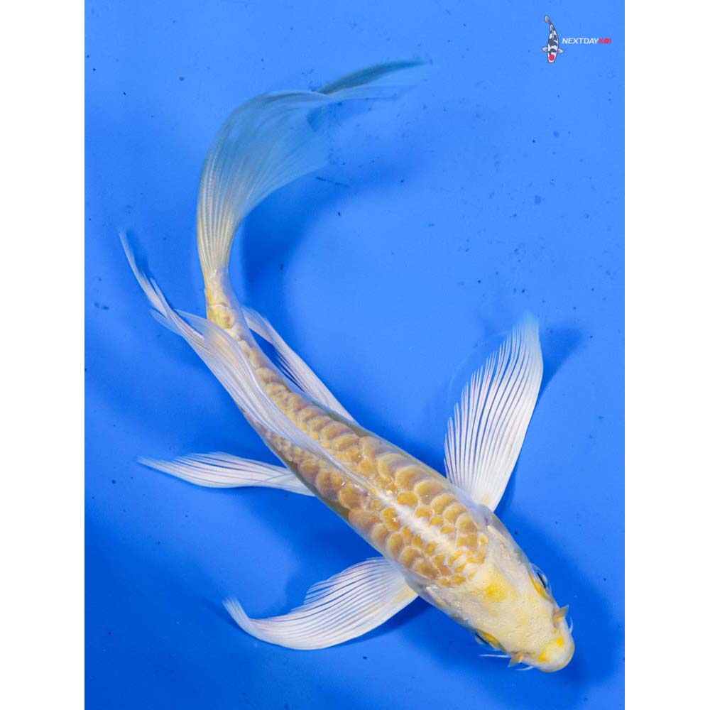 5.5” Imported Doitsu Lemon Hariwake Butterfly Koi