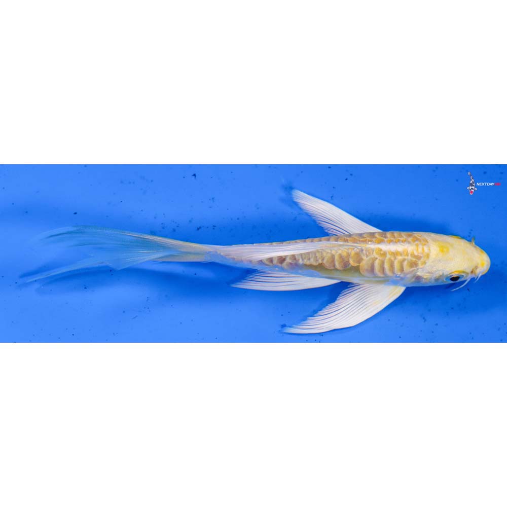 5.5” Imported Doitsu Lemon Hariwake Butterfly Koi