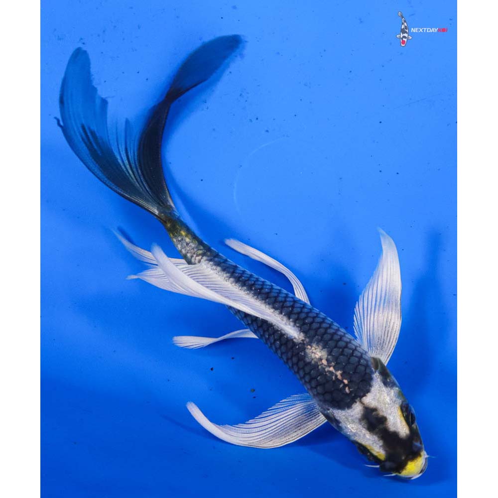 5.5” Imported Kujaku Butterfly Koi