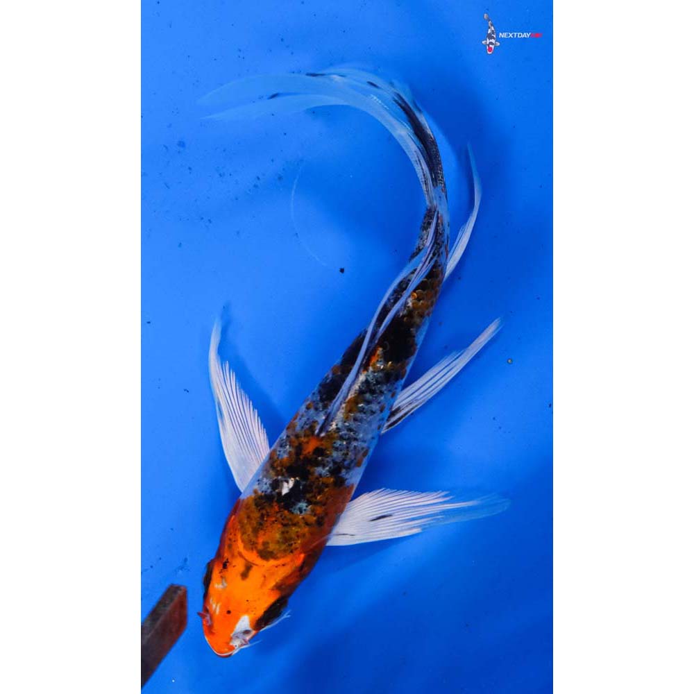 5.5” Imported Yamato Nishiki Butterfly Koi
