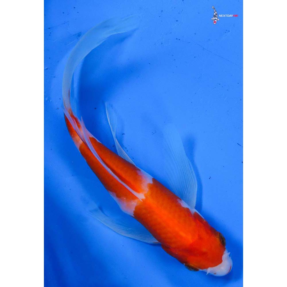 5.5” Imported Kohaku Butterfly Koi