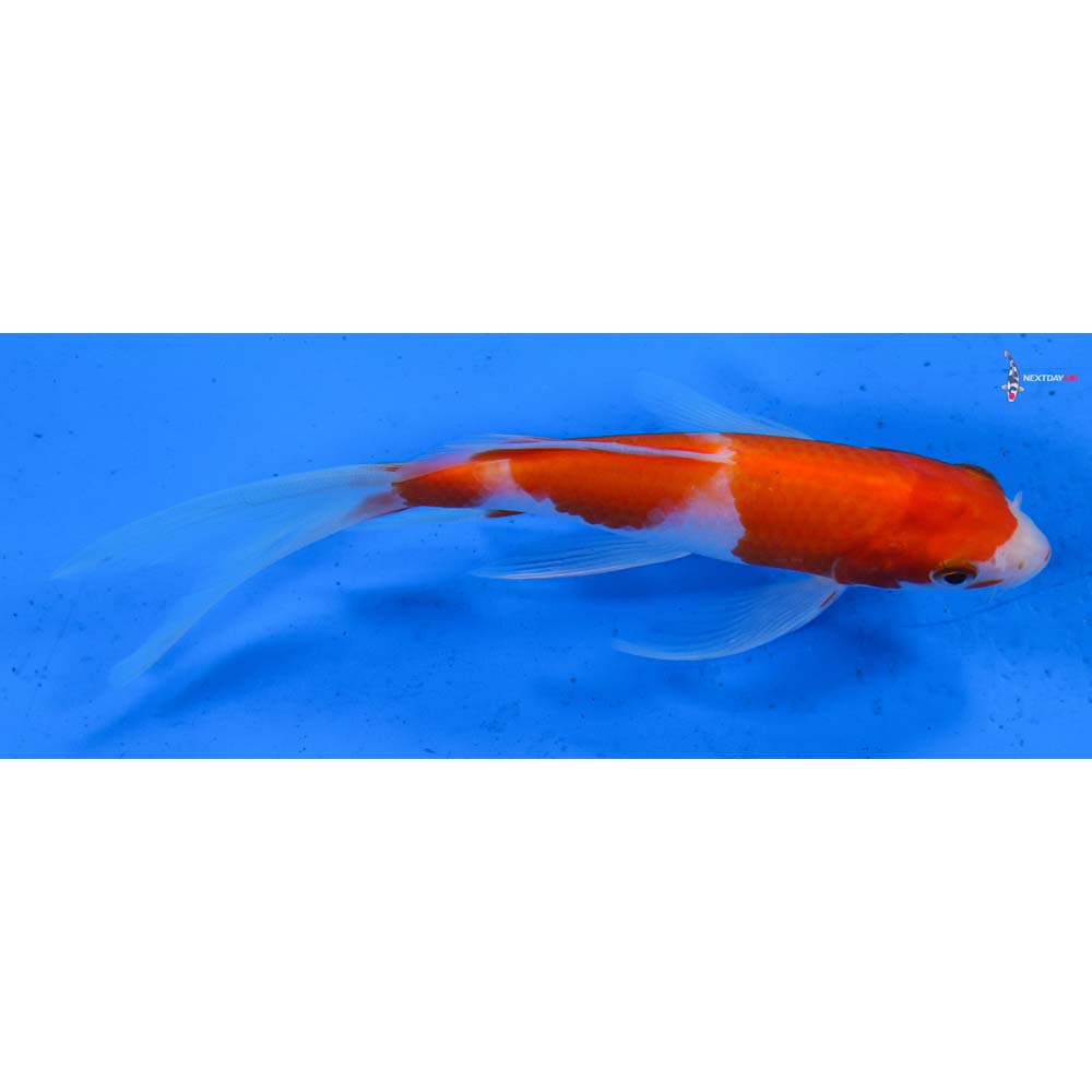 5.5” Imported Kohaku Butterfly Koi