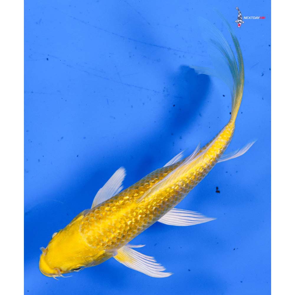 5.5” Imported Gin Rin Yamabuki Ogon Butterfly Koi