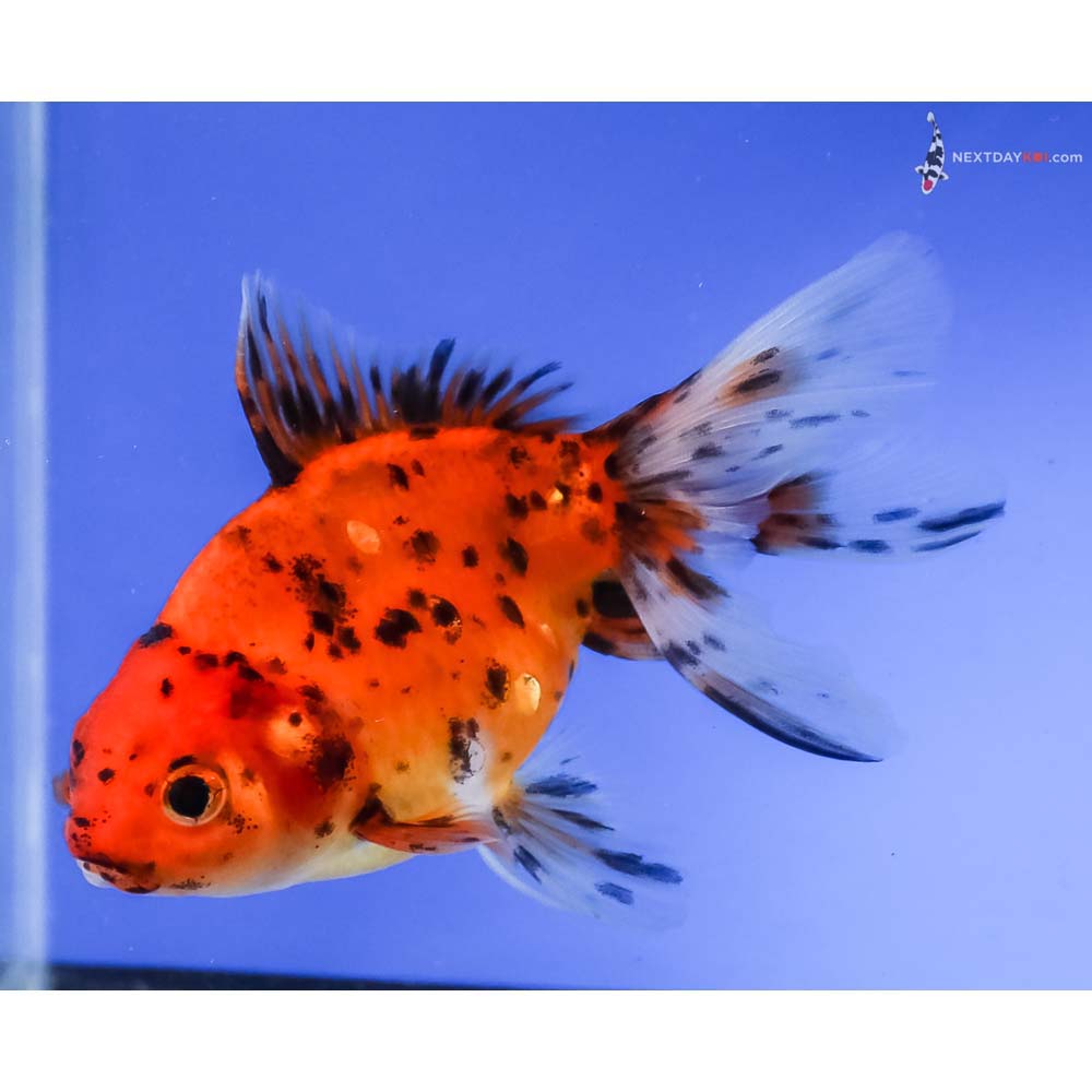 4” Imported Calico Oranda