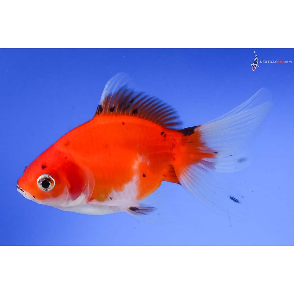 4” Imported Calico Ryukin