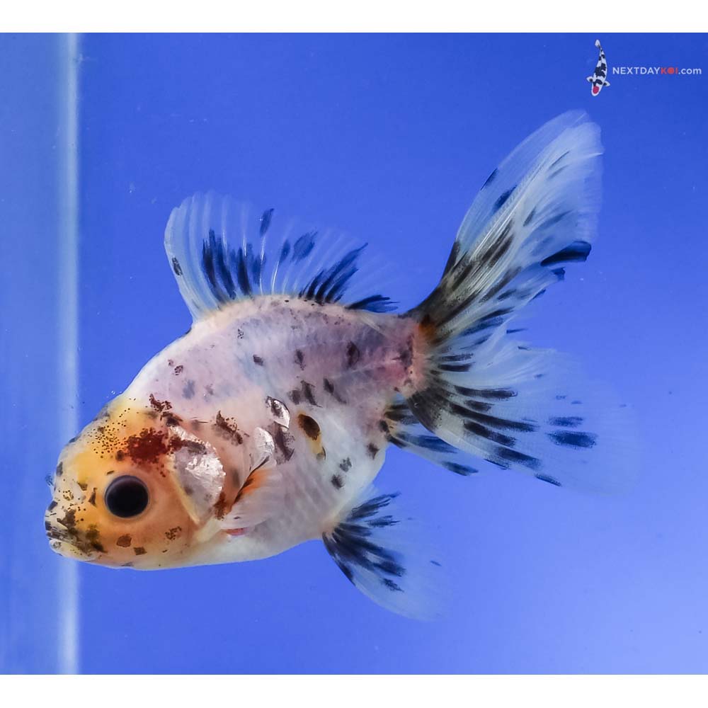 4” Imported Calico Oranda