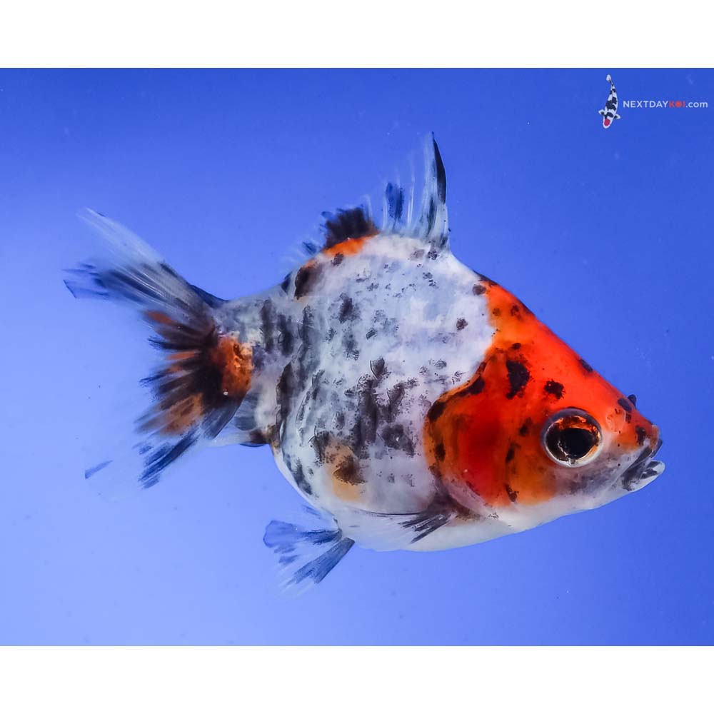 3” Imported Calico Ryukin