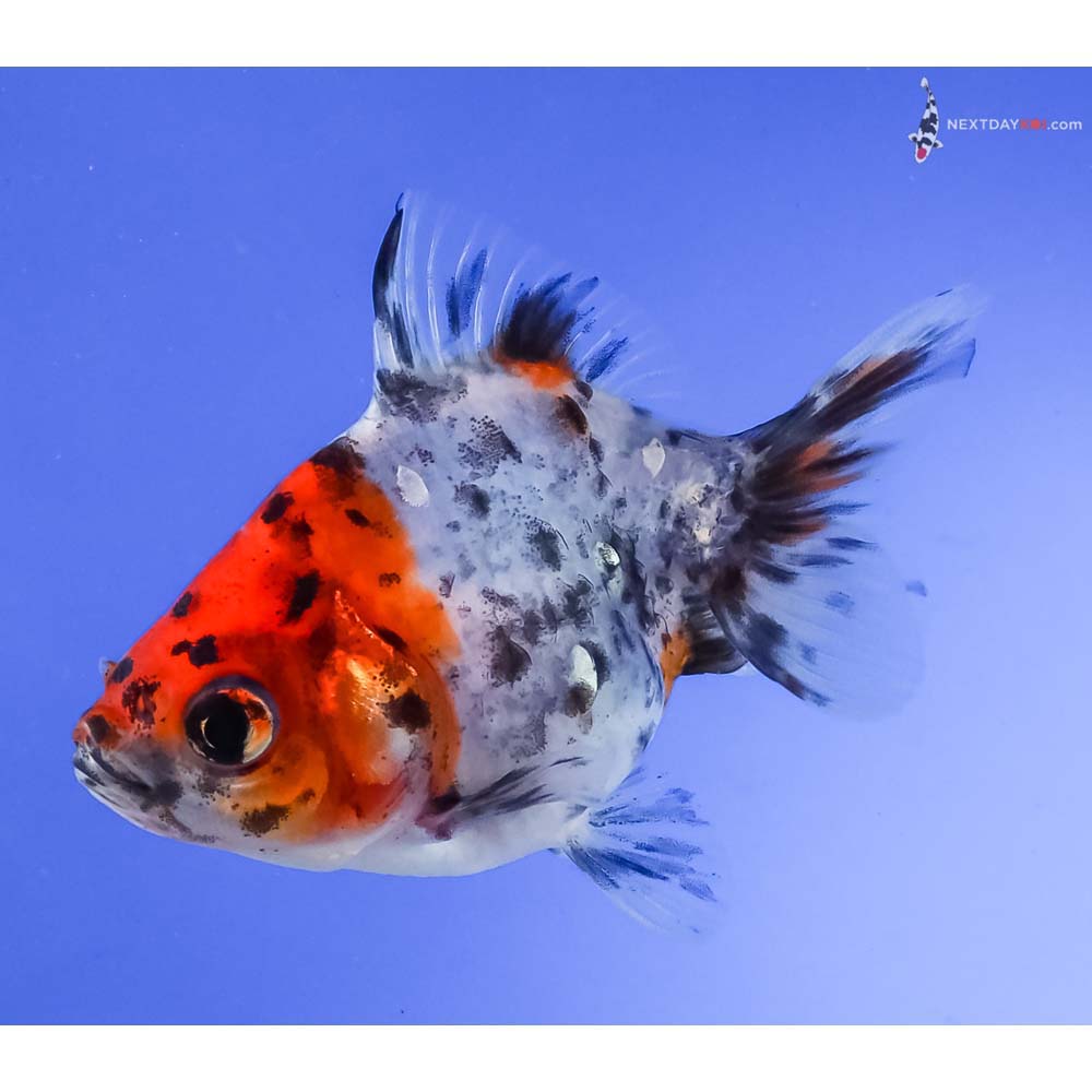3” Imported Calico Ryukin