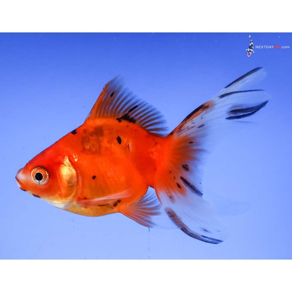 3.5” Imported Calico Ryukin