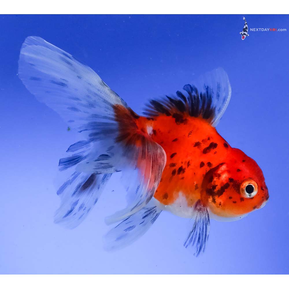 3.5” Imported Calico Oranda