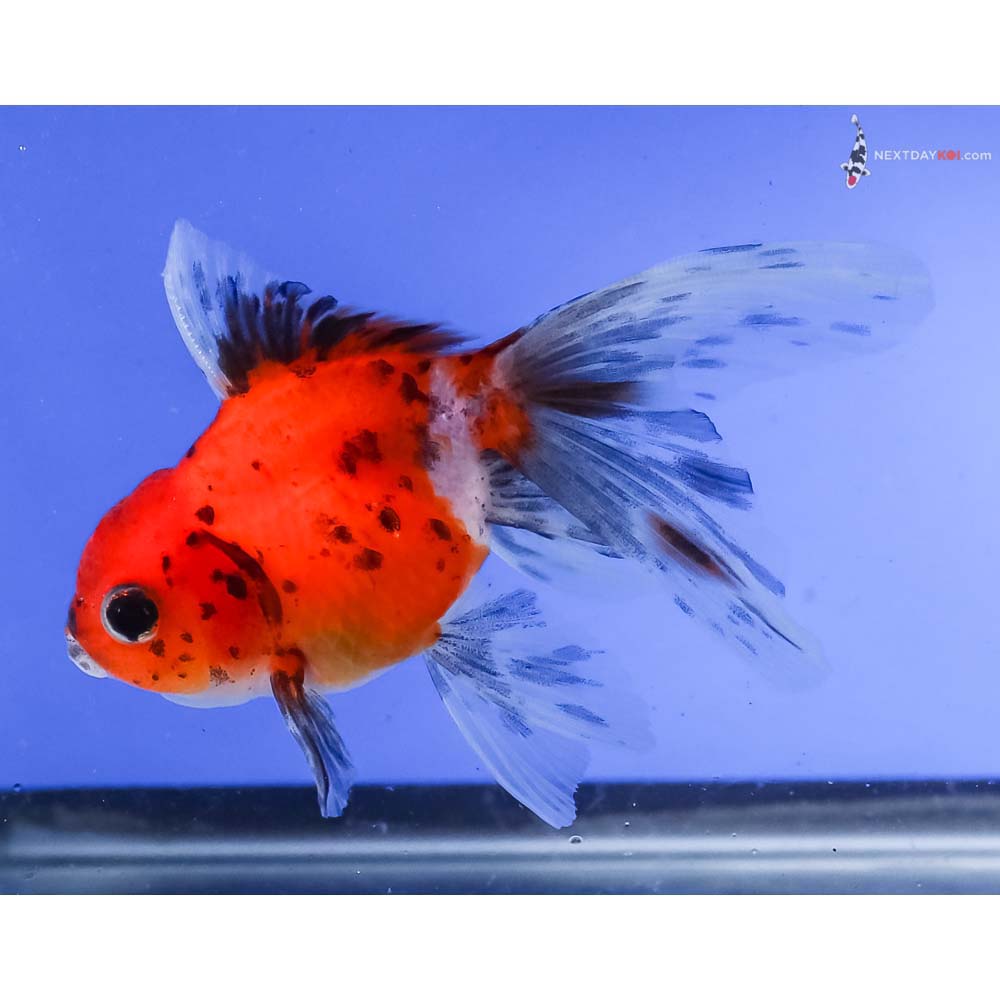 3.5” Imported Calico Oranda