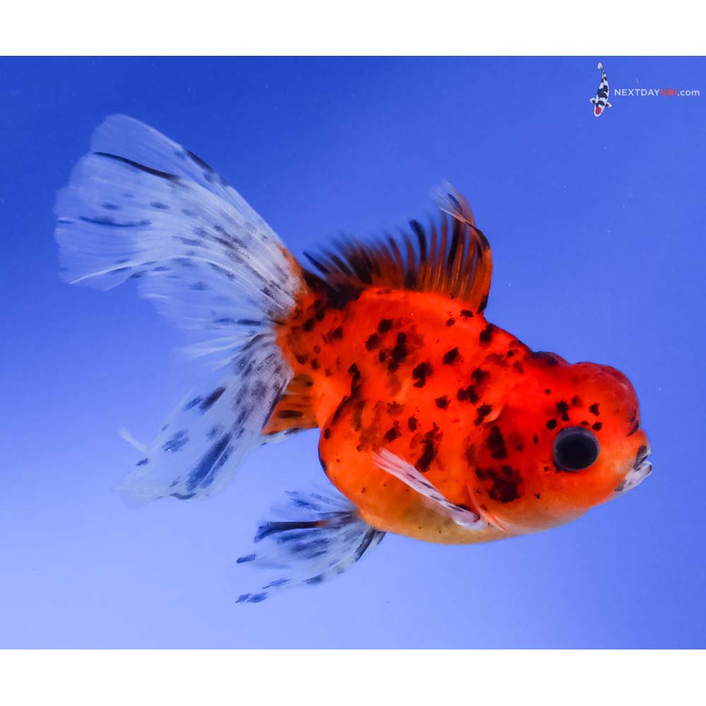4” Imported Calico Oranda