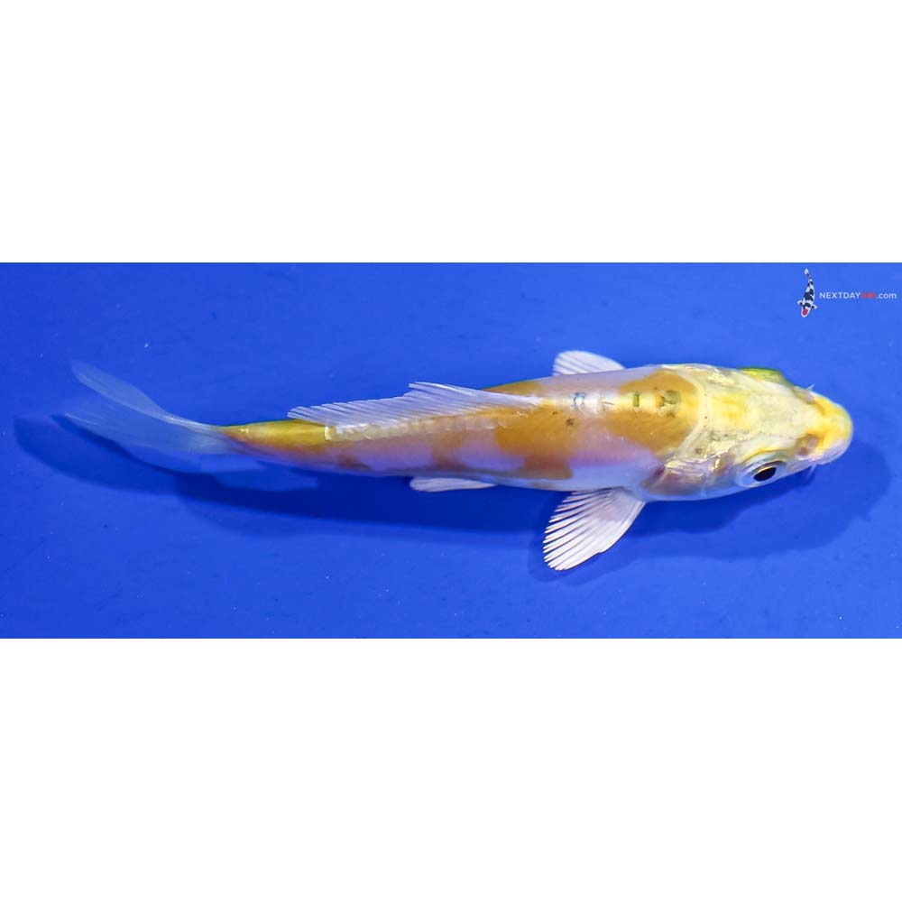 3” Imported Doitsu Lemon Hariwake