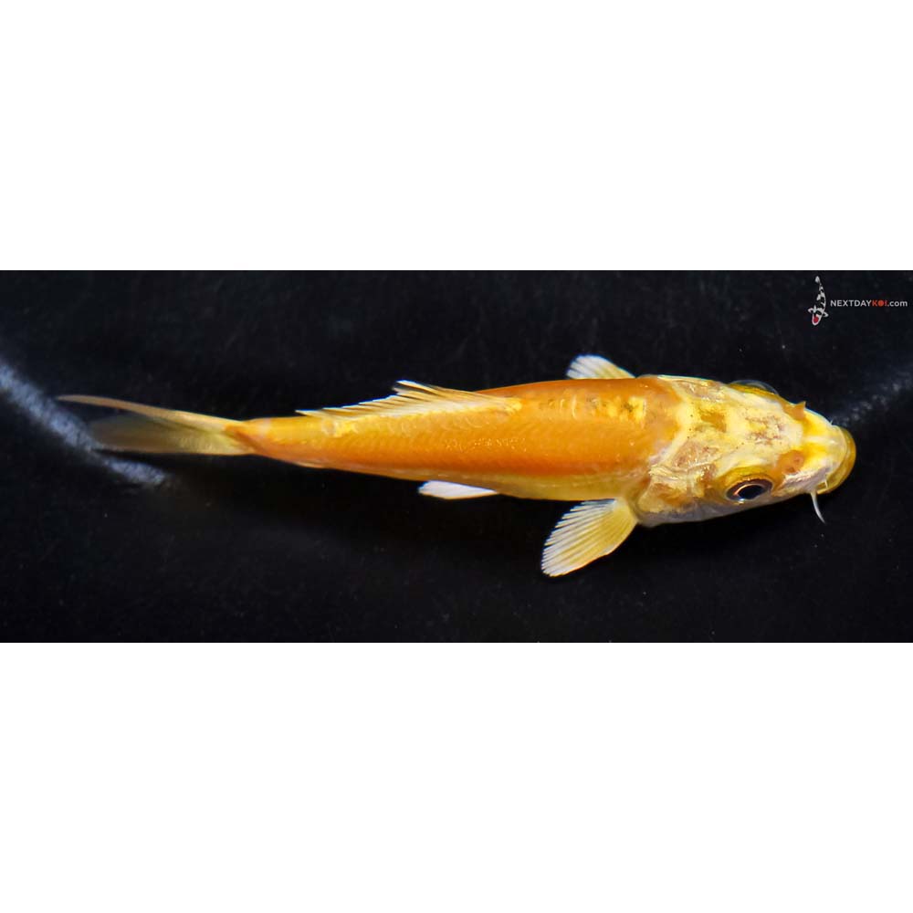 3” Imported Doitsu Yamabuki Ogon