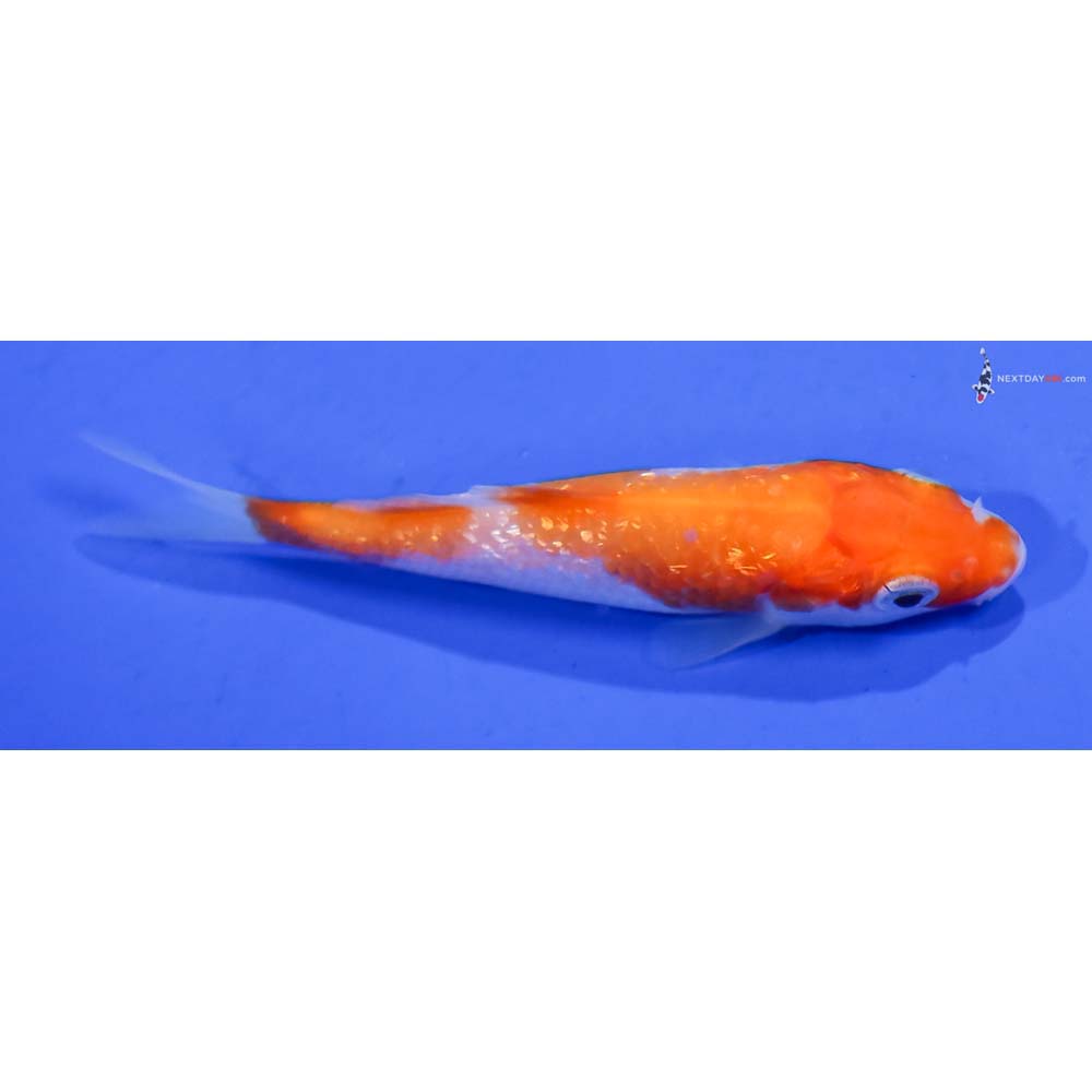 3” Imported Gin Rin Kohaku