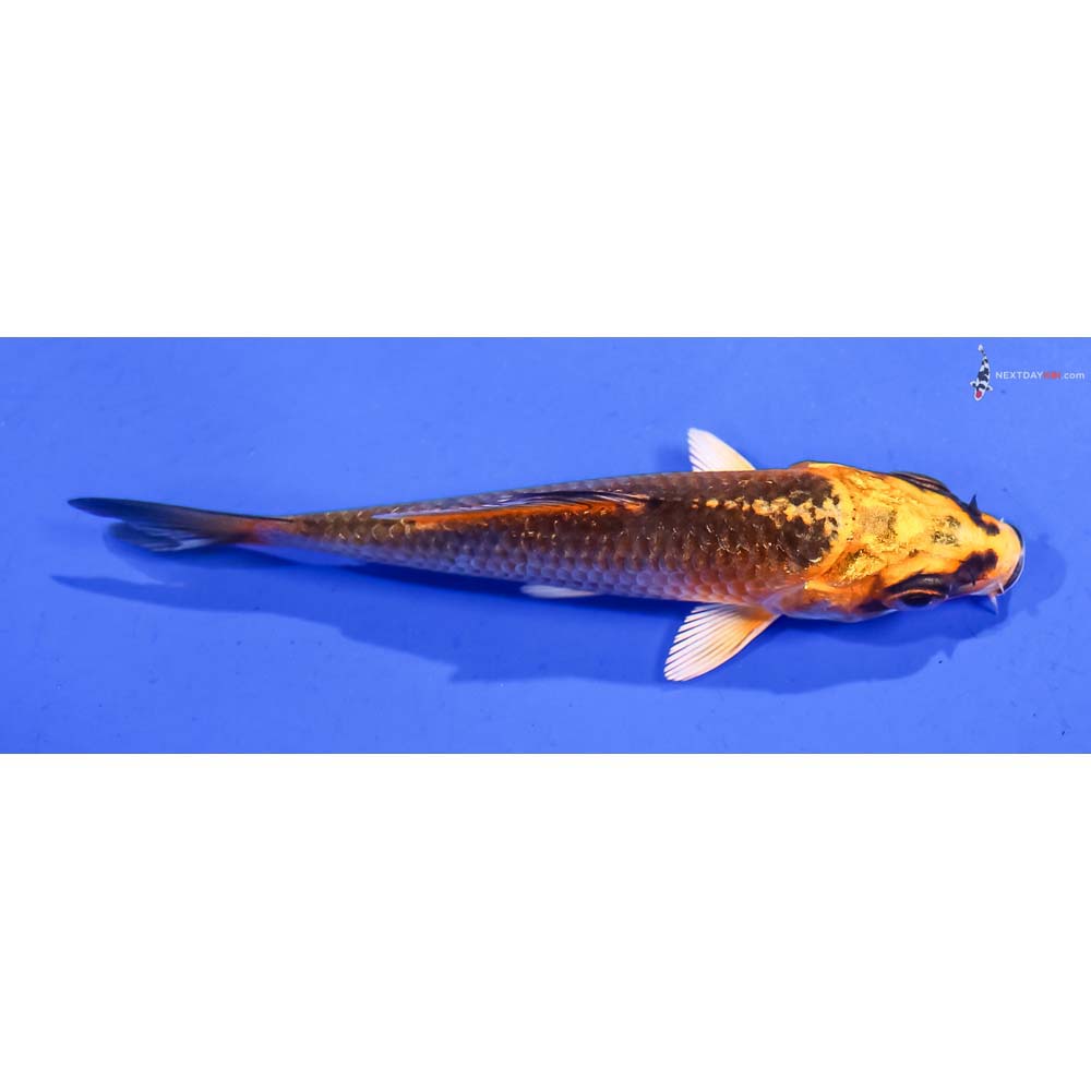 3.5” Imported Orenji Matsuba