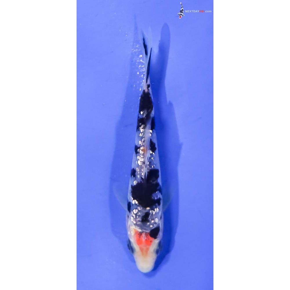 3.5” Imported Gin Rin Sanke