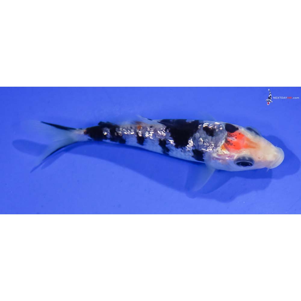 3.5” Imported Gin Rin Sanke