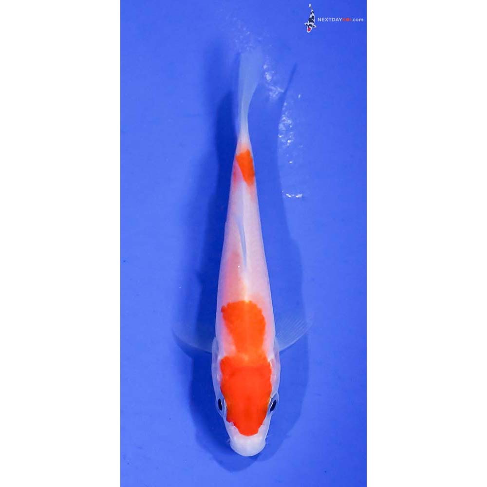 3.5” Imported Kohaku