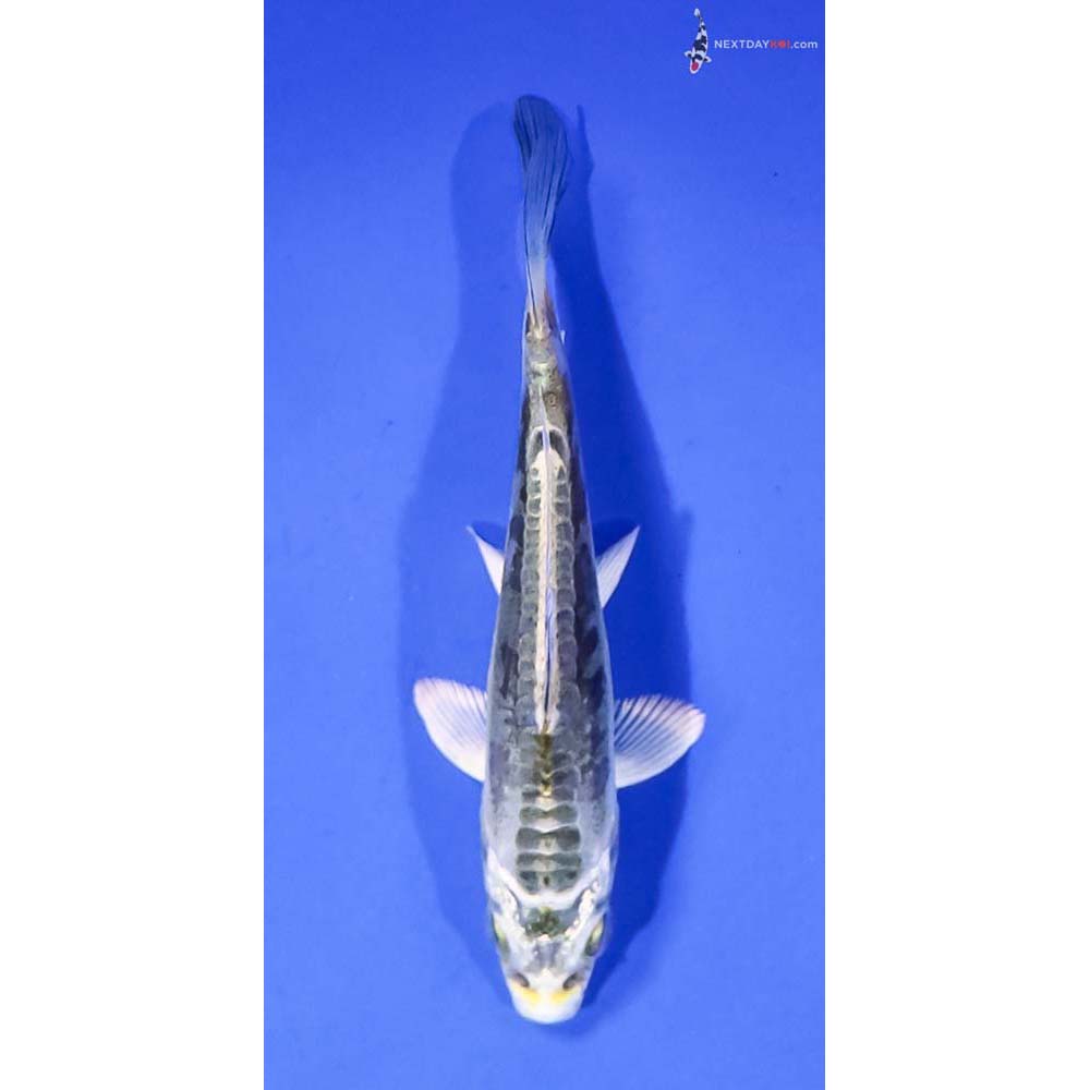 3.5” Imported Kin Kikokuryu