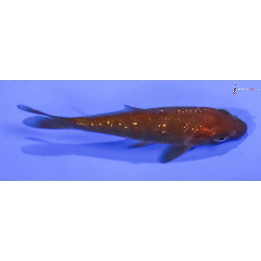 3.5” Imported Gin Rin Chagoi
