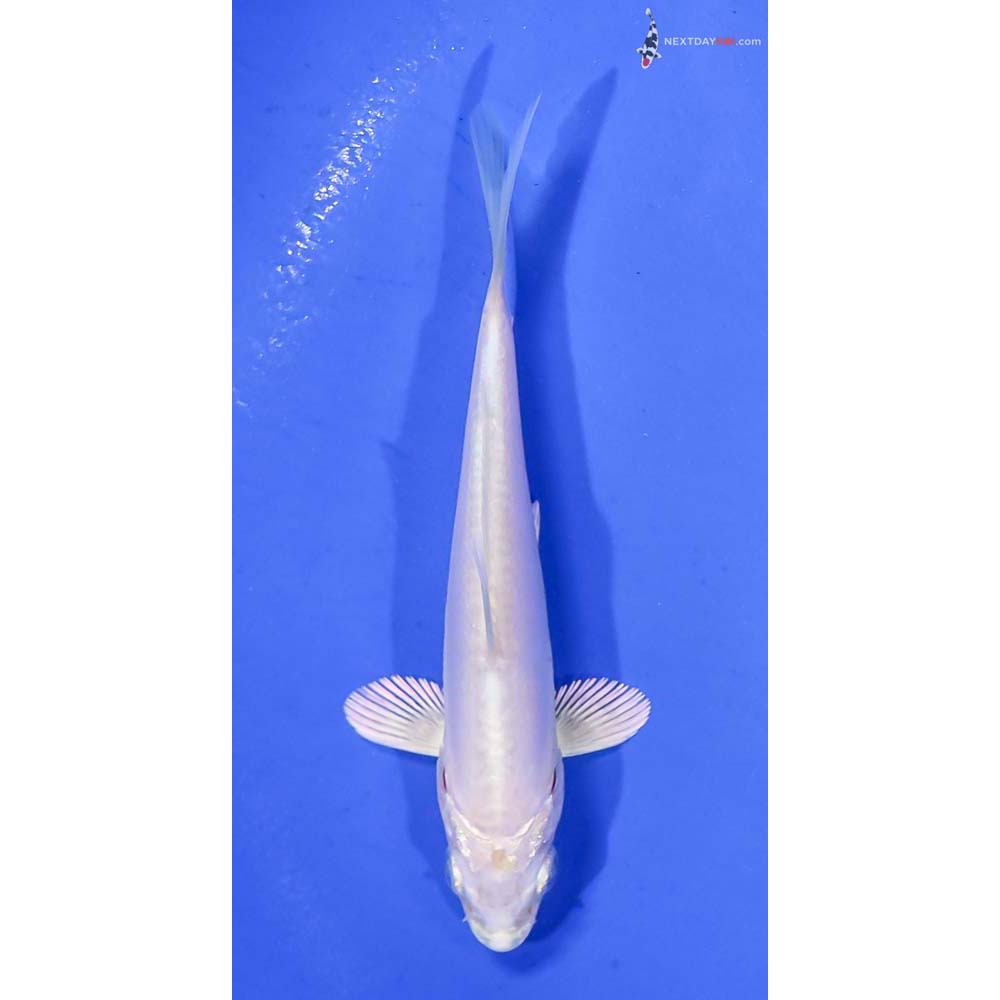 4” Imported Doitsu Platinum Ogon