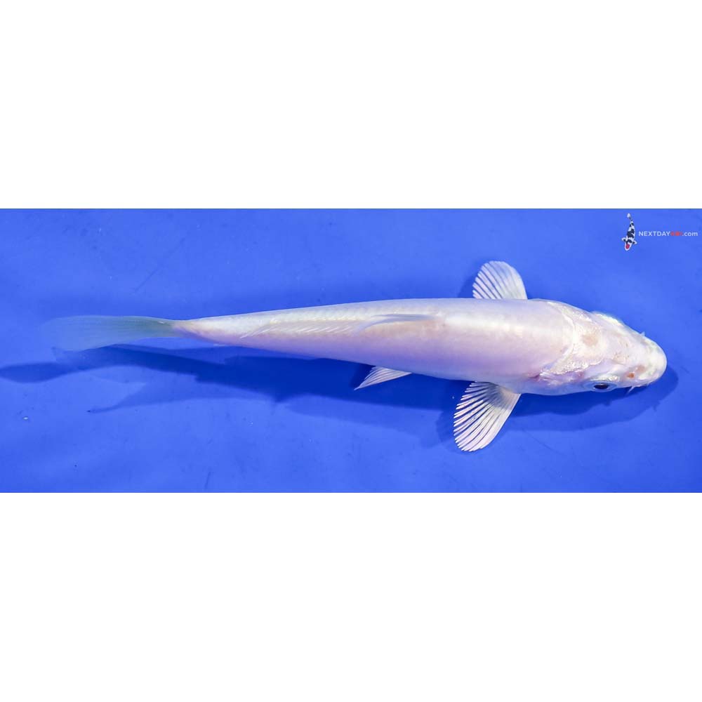 4” Imported Doitsu Platinum Ogon