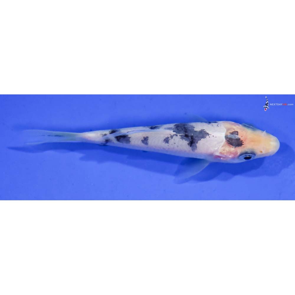 3” Imported Shiro Bekko