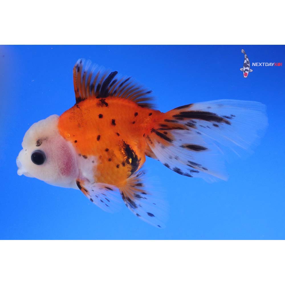 4” Imported Calico Oranda