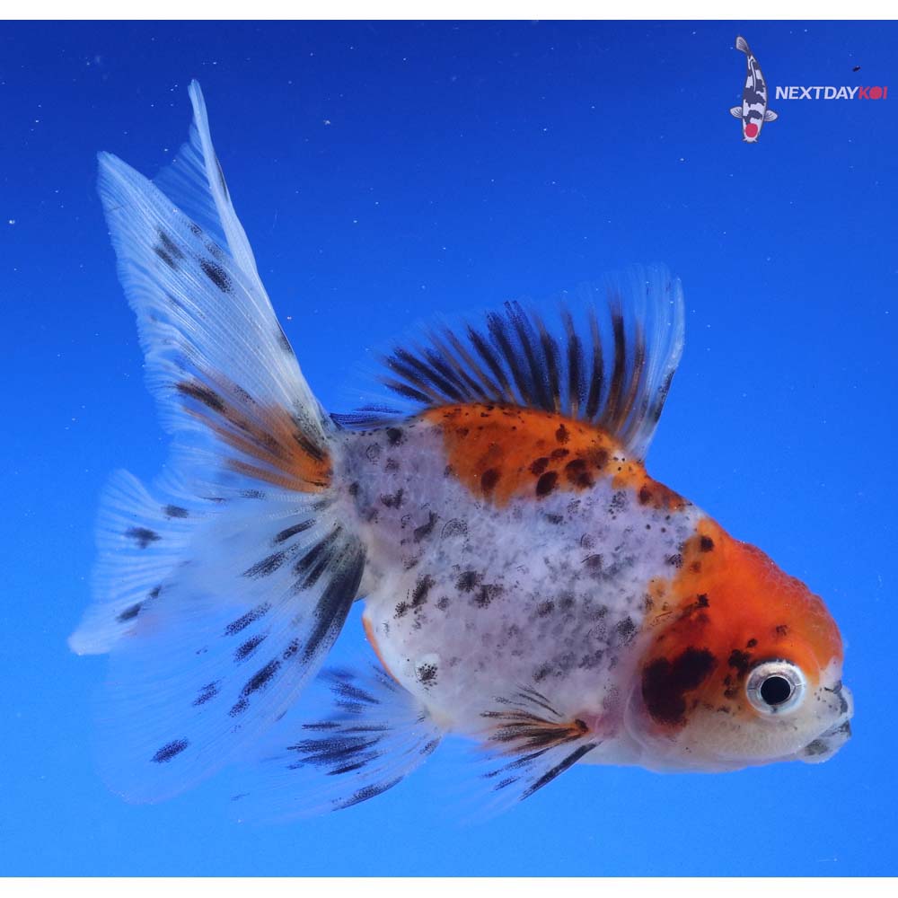 3.5” Imported Calico Oranda