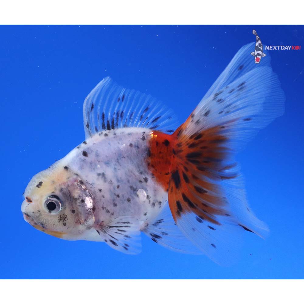 4” Imported Calico Oranda