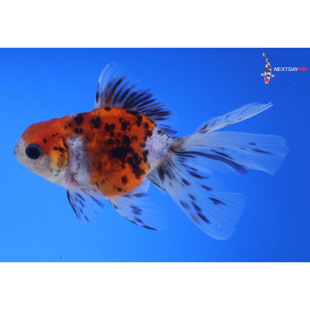 3.5” Imported Calico Oranda