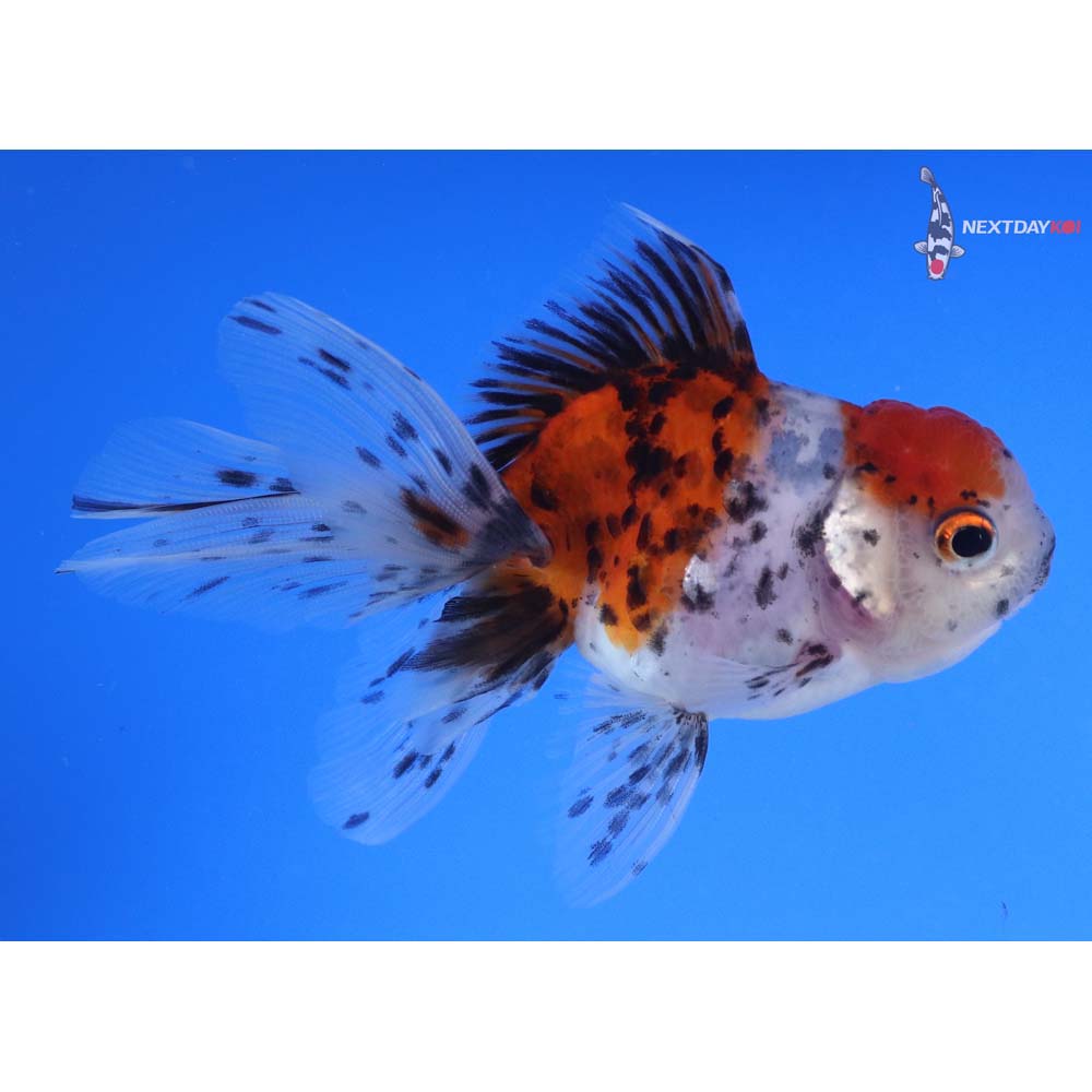 4” Imported Calico Oranda