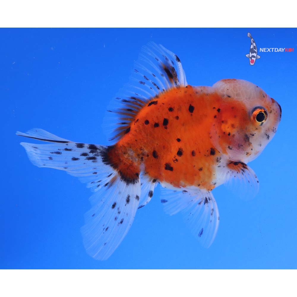 4” Imported Calico Oranda