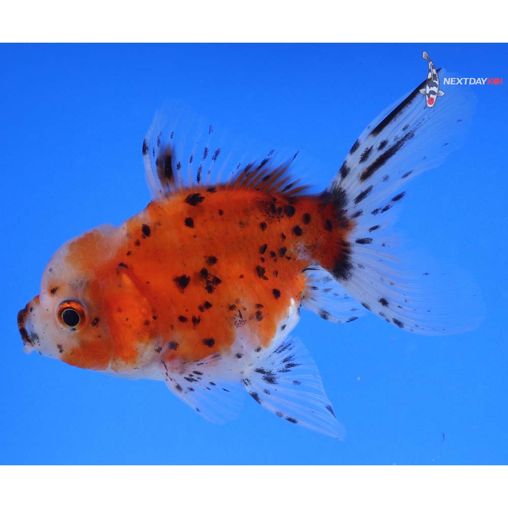 4” Imported Calico Oranda