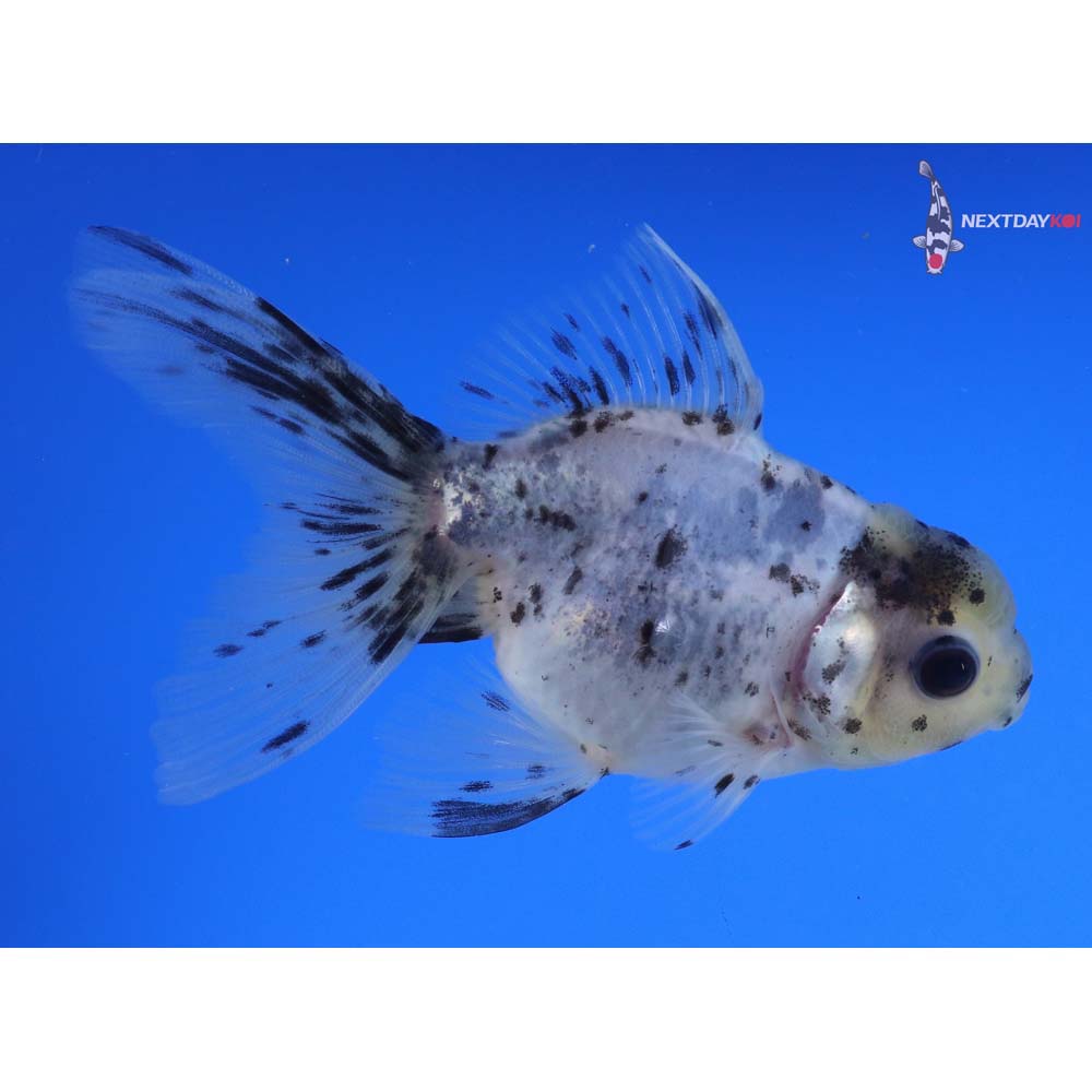 4” Imported Calico Oranda