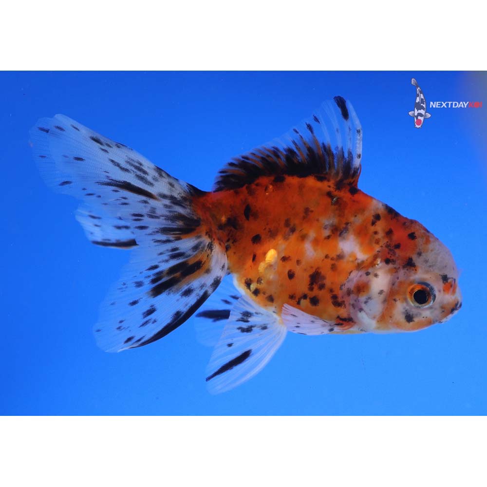 4.5” Imported Calico Oranda