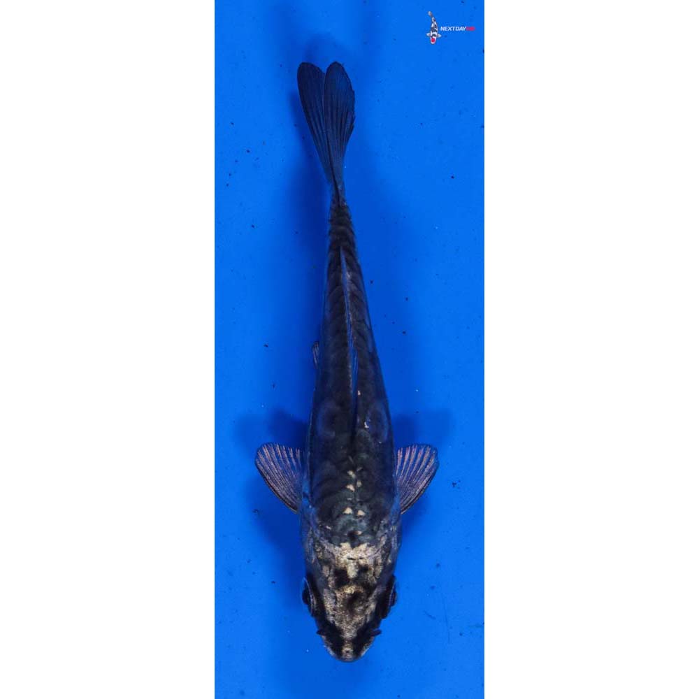 3” Imported Kikokuryu