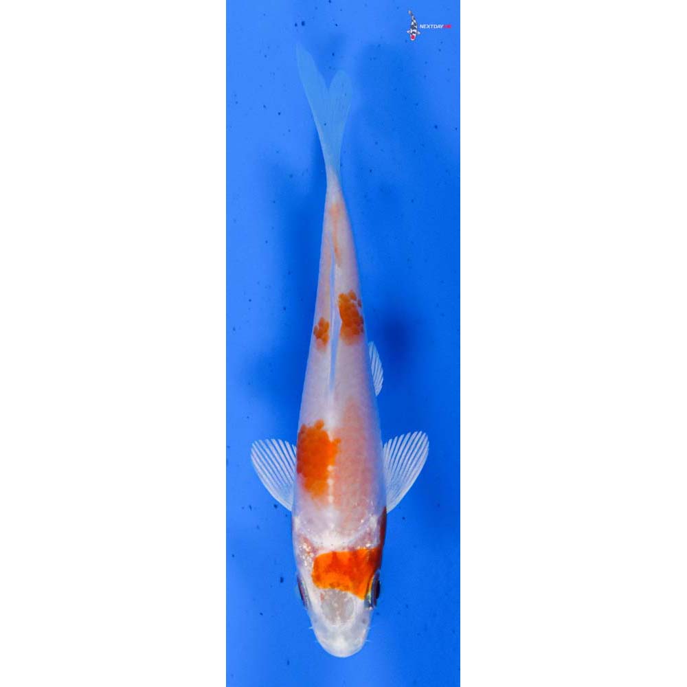 3” Imported Hariwake