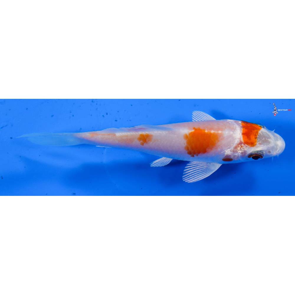 3” Imported Hariwake