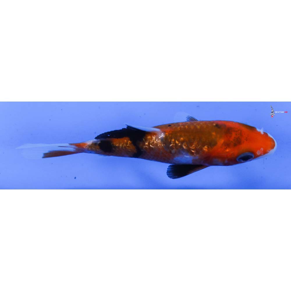 3” Imported Sanke