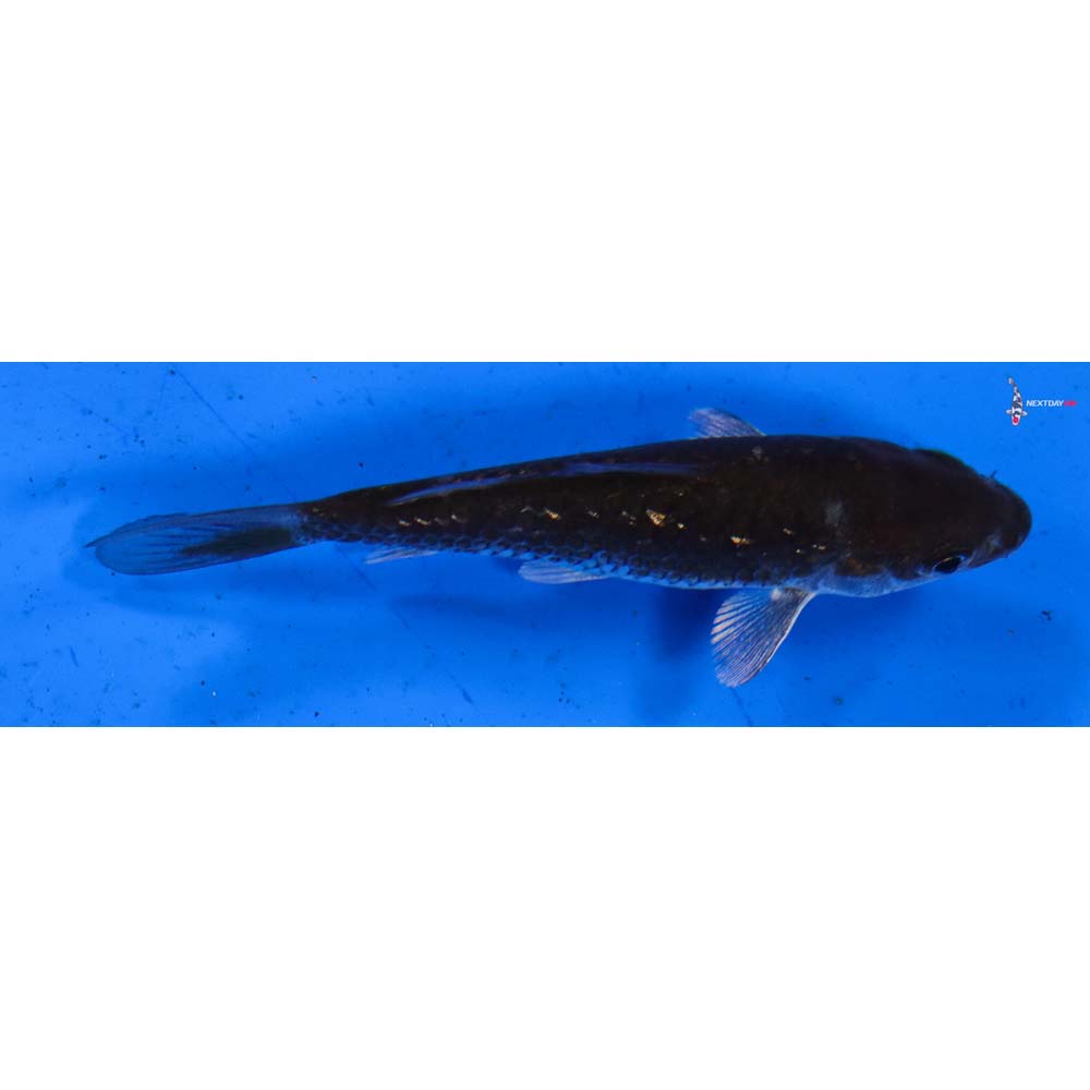 3” Imported Gin Rin Ochiba Shigure