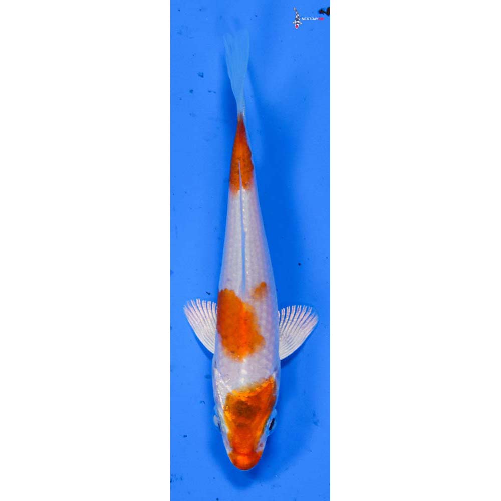 3” Imported Hariwake
